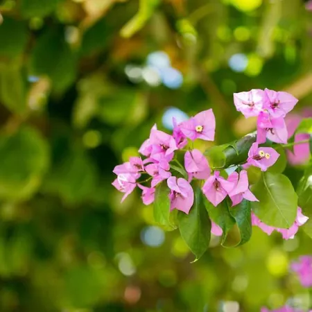 Apartment Two-bedroom With View