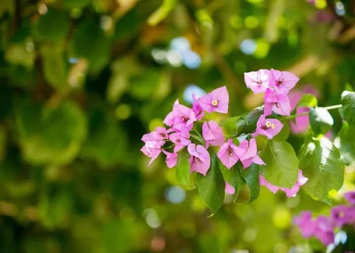 Appartement Two-bedroom With View